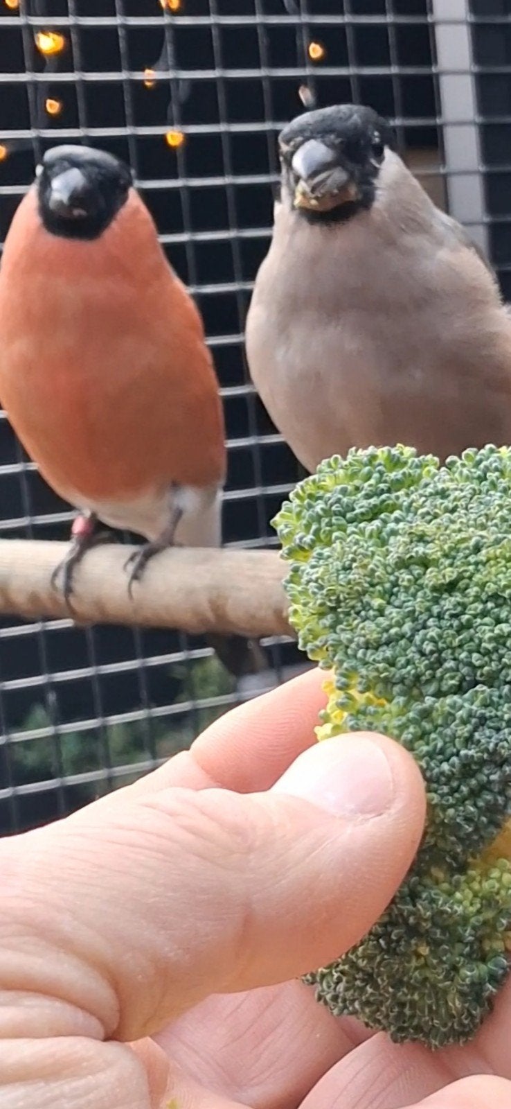 te koop mooi koppel Grote Noordse Goudvink, Meerdere dieren