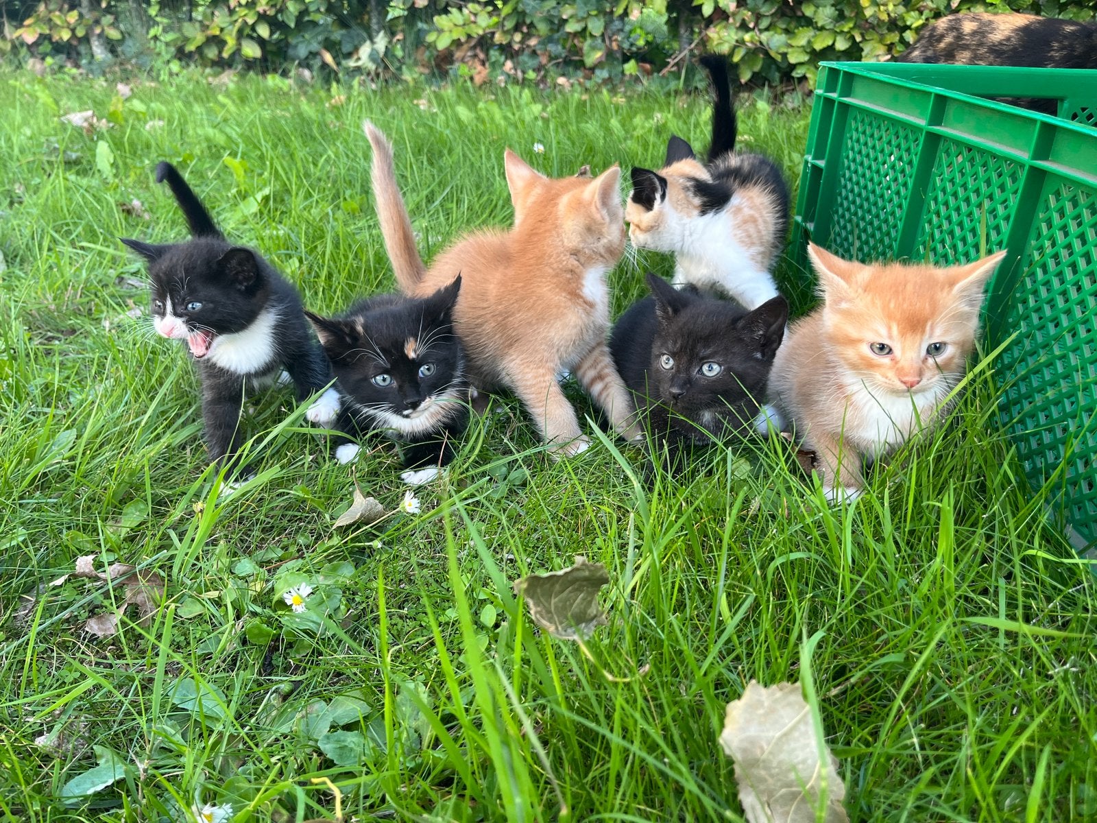 Lieve kittens te koop, Meerdere dieren, Kortharig, 0 tot 2 jaar