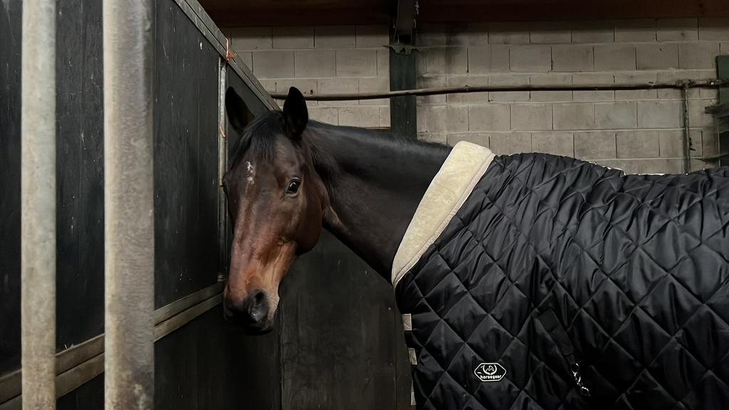 Horsegear showdeken gewassen, Dieren en Toebehoren, Paarden en Pony's | Dekens en Dekjes, Ophalen of Verzenden, Zo goed als nieuw