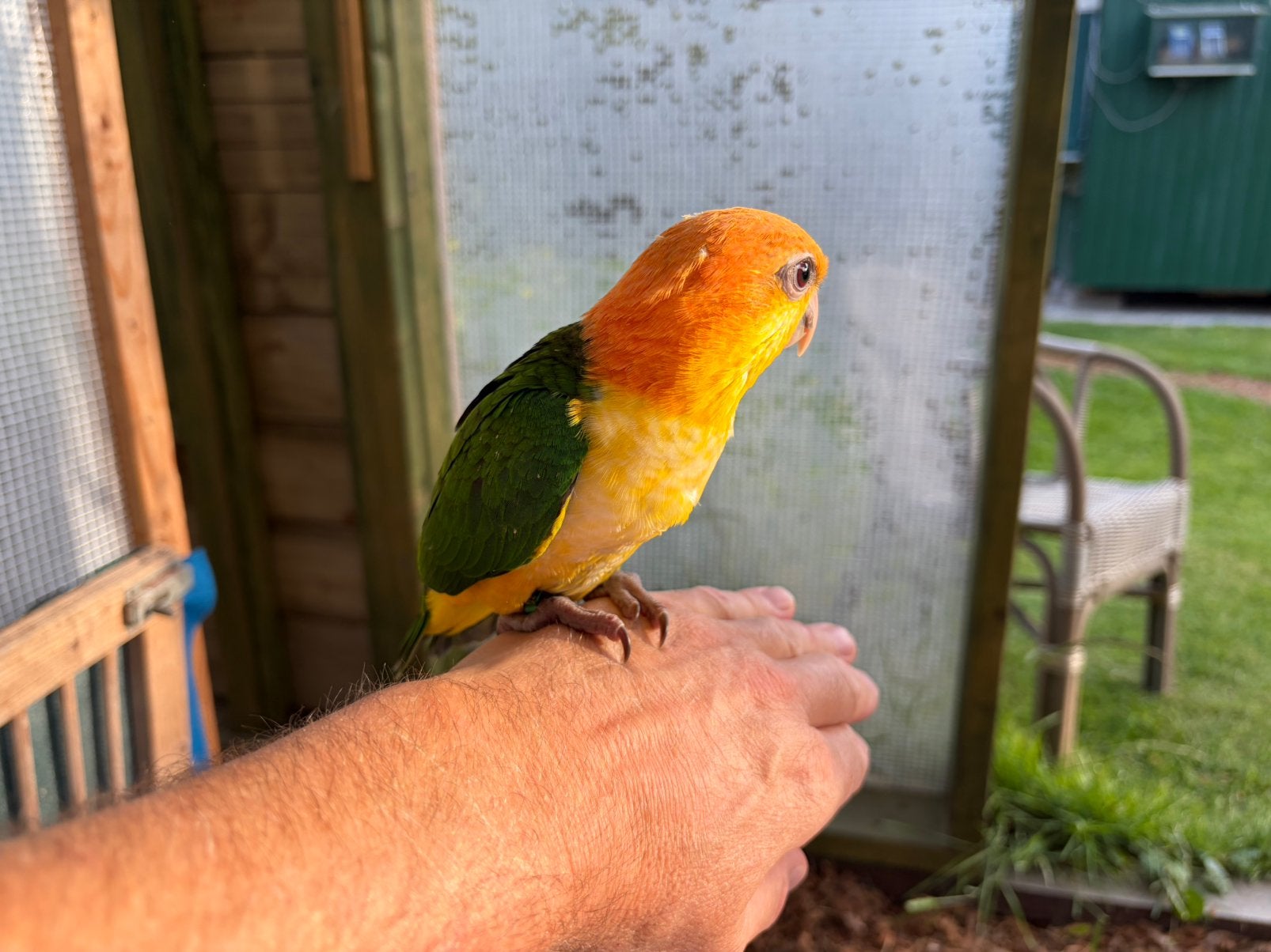 Jonge roestkop caique, Dieren en Toebehoren, Vrouwelijk, Papegaai, Geringd