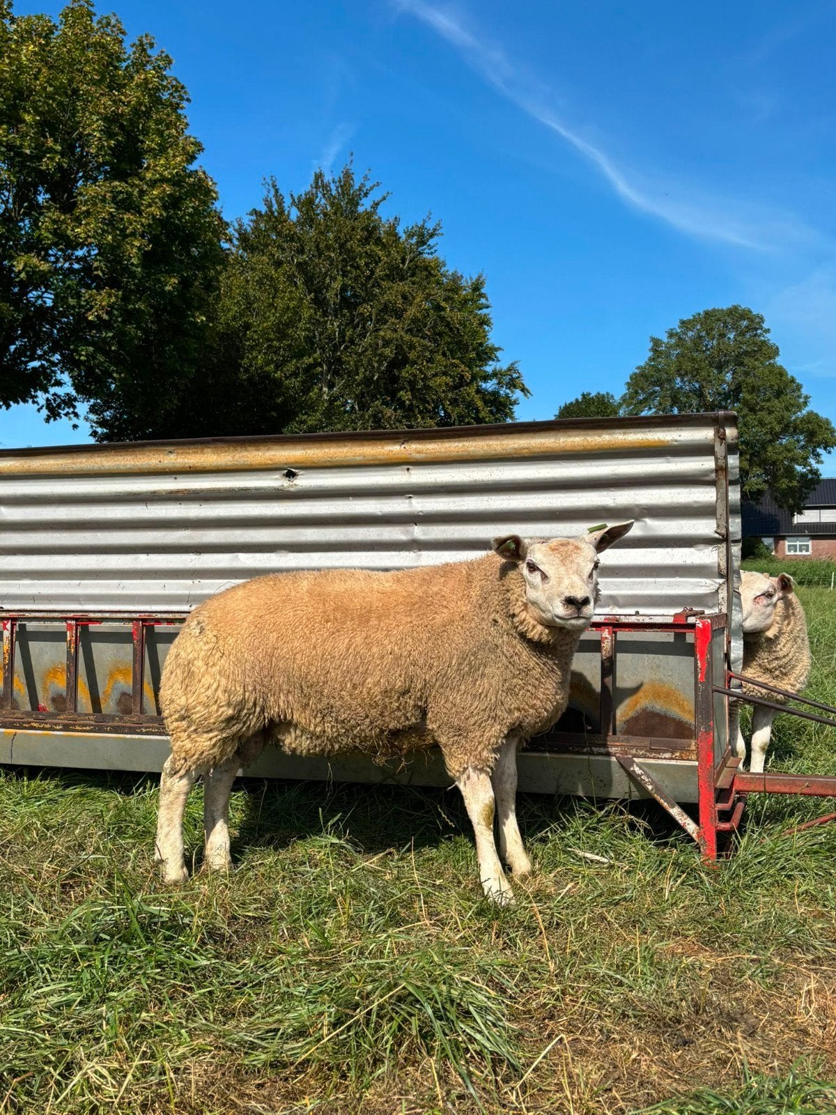 Stamboek Texelaar ramlammeren te koop, Mannelijk, Schaap, 0 tot 2 jaar