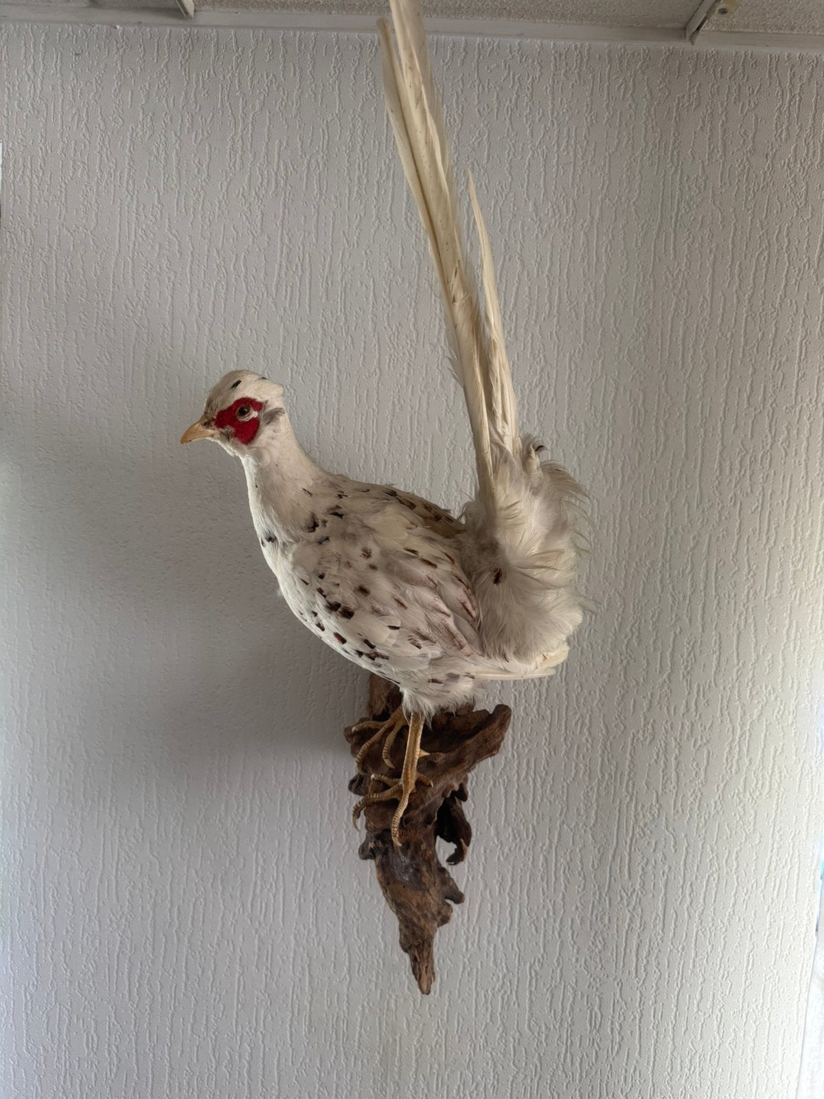 Bijzondere fazant, opgezet, Ophalen, Nieuw, Vogel, Opgezet dier