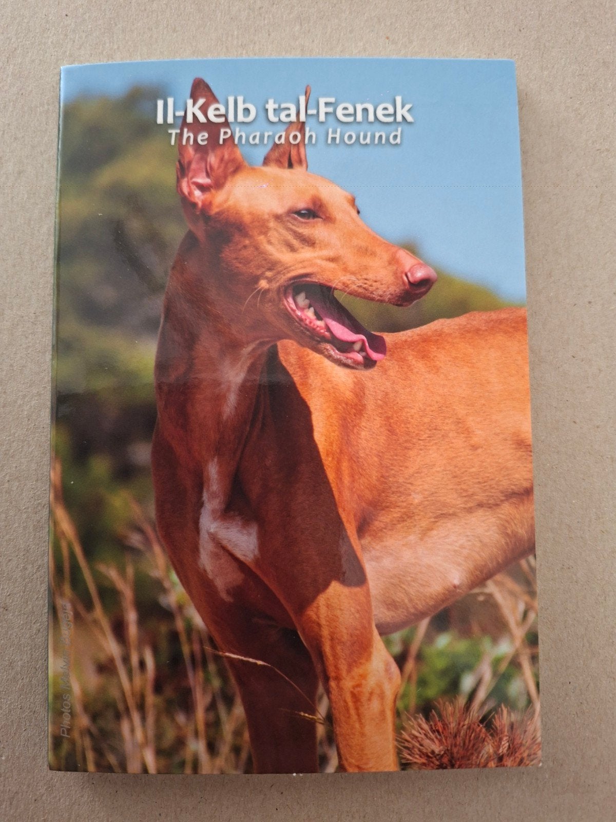 Malta 2 Euro BU 2026 'Il-Kelb tal-Fenek' (Pharaoh Hound), Ophalen of Verzenden, Malta, 2 euro, Losse munt