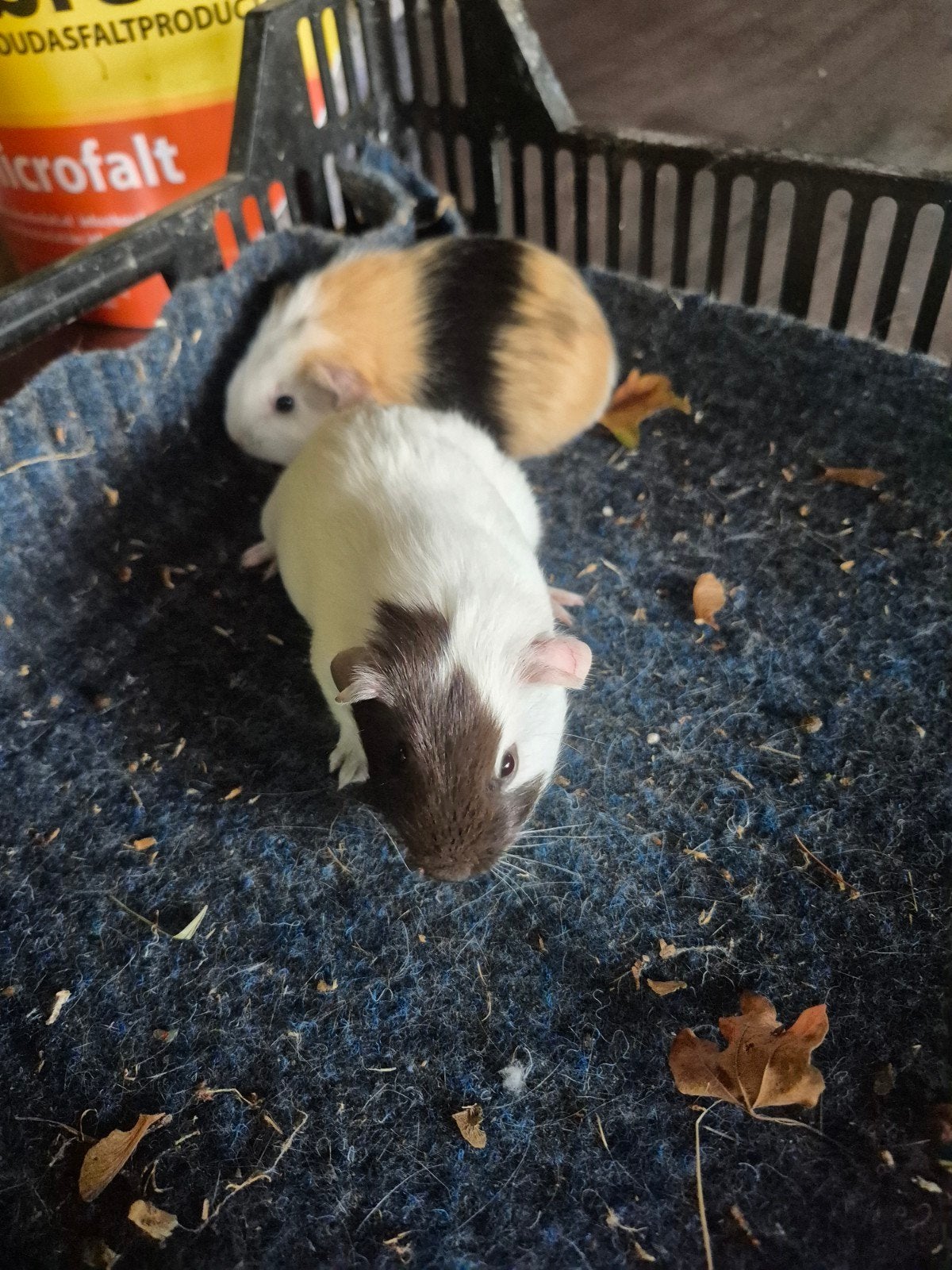 cavia beertjes te koop, Cavia, Augustus, Mannelijk, Tam