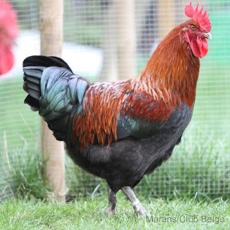 Ik zoek broedeieren van zwart copper marans, Dieren en Toebehoren, Pluimvee, Geslacht onbekend, Kip