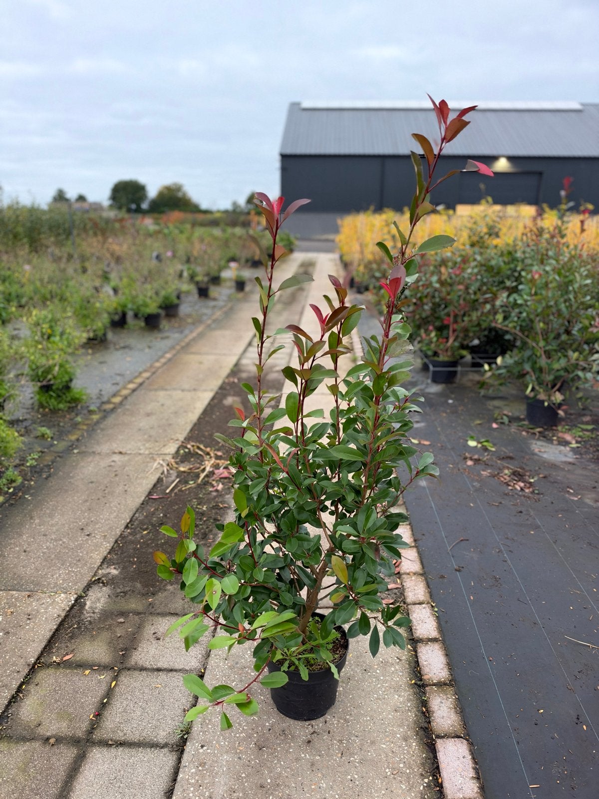 Restpartij Photinia Red Robin uit pot - per stuk, Ophalen, Overige soorten, Struik, 100 tot 250 cm