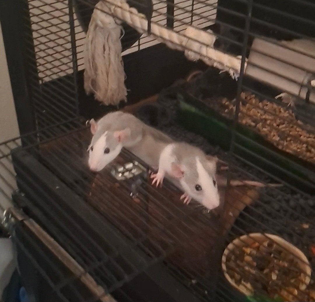 🩵Nog 2 mooie mannen beschikbaar!🐀🩵, Dieren en Toebehoren, Knaagdieren, Rat, Juni, Meerdere dieren, Tam