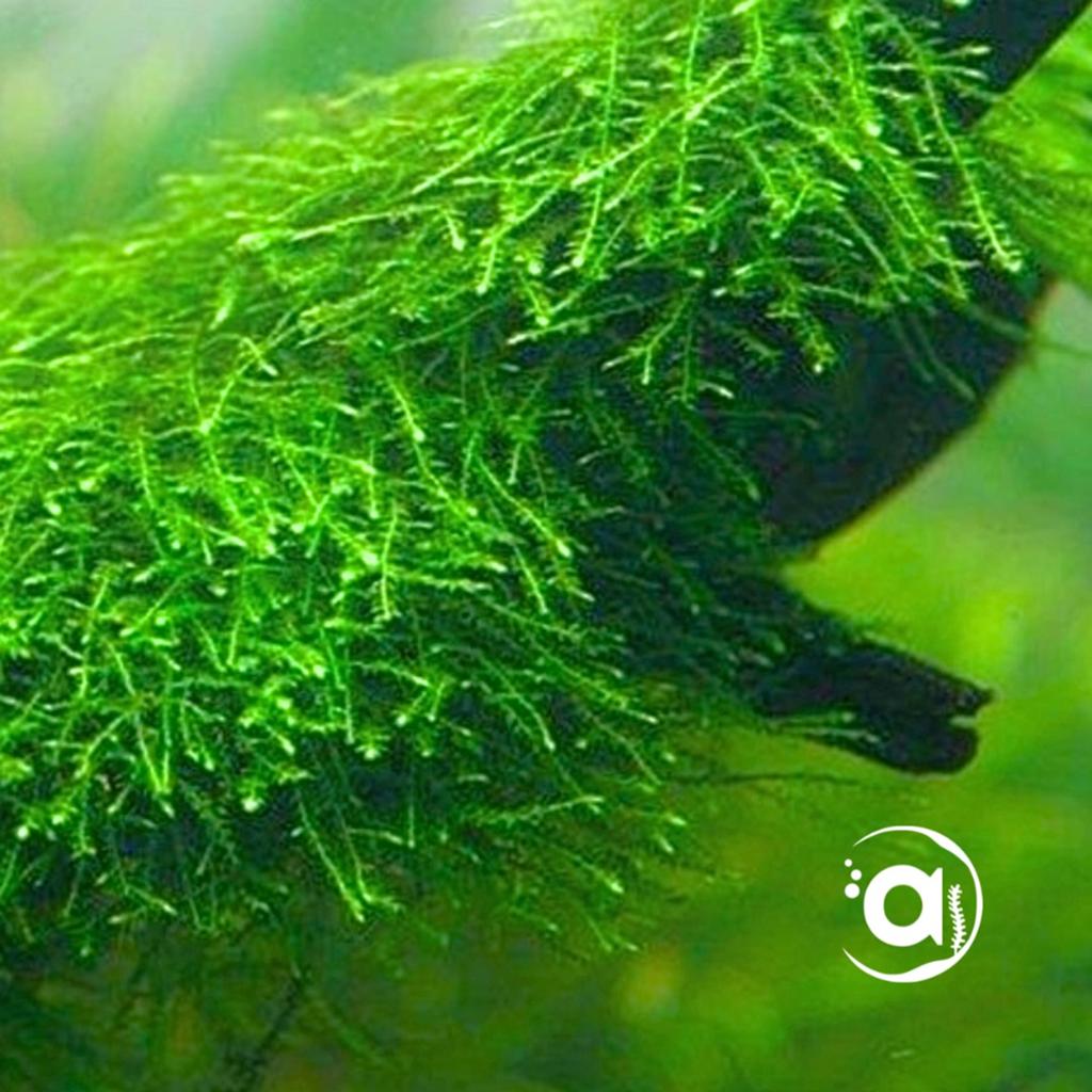 Aquarium planten, Vis
