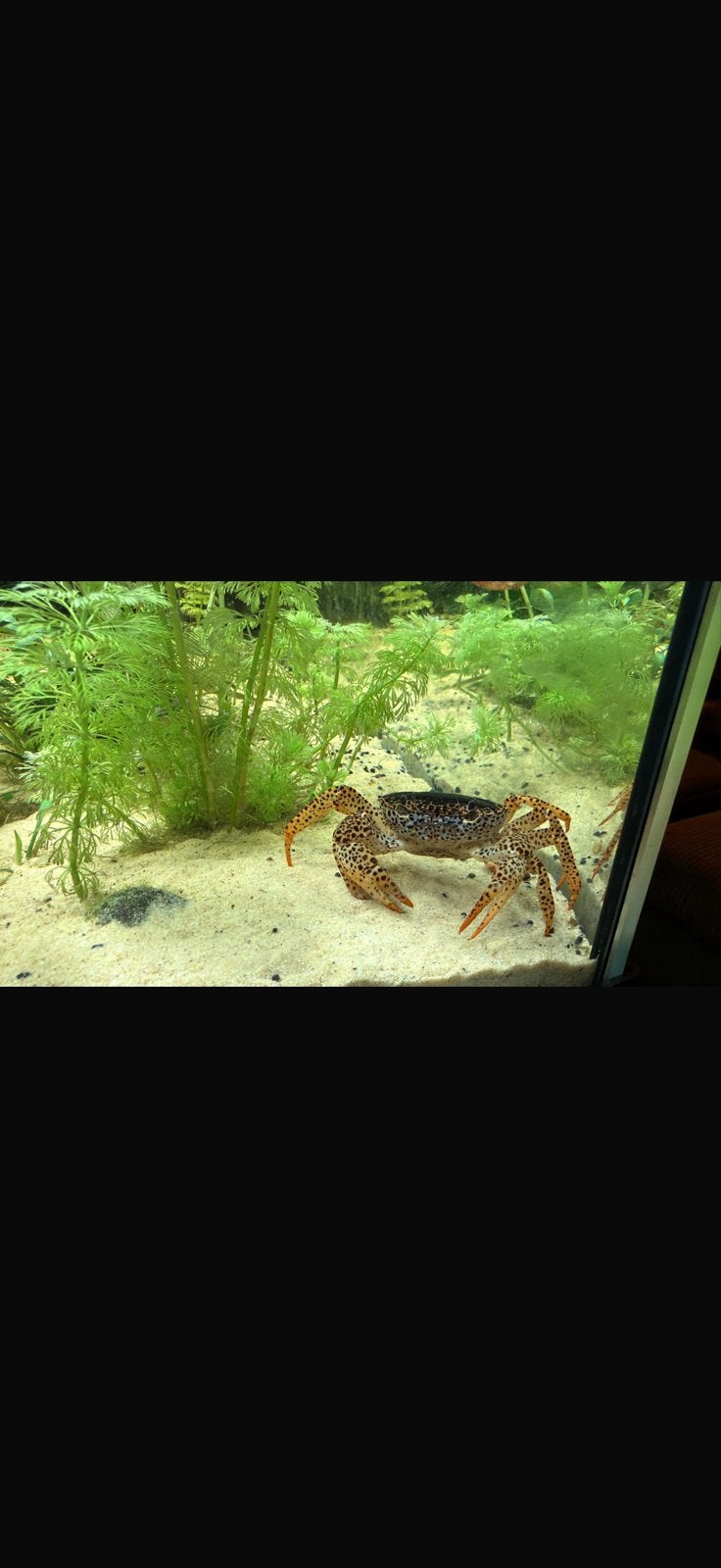 Panterkrab aquarium, Kreeft, Krab of Garnaal, Zoetwatervis