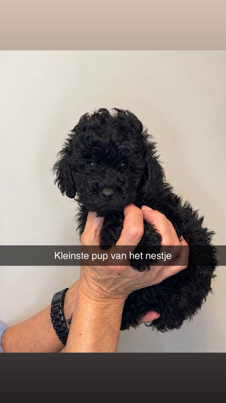 Toy/dwerg poedel pups, Poedel, CDV (hondenziekte), 8 tot 15 weken, Meerdere