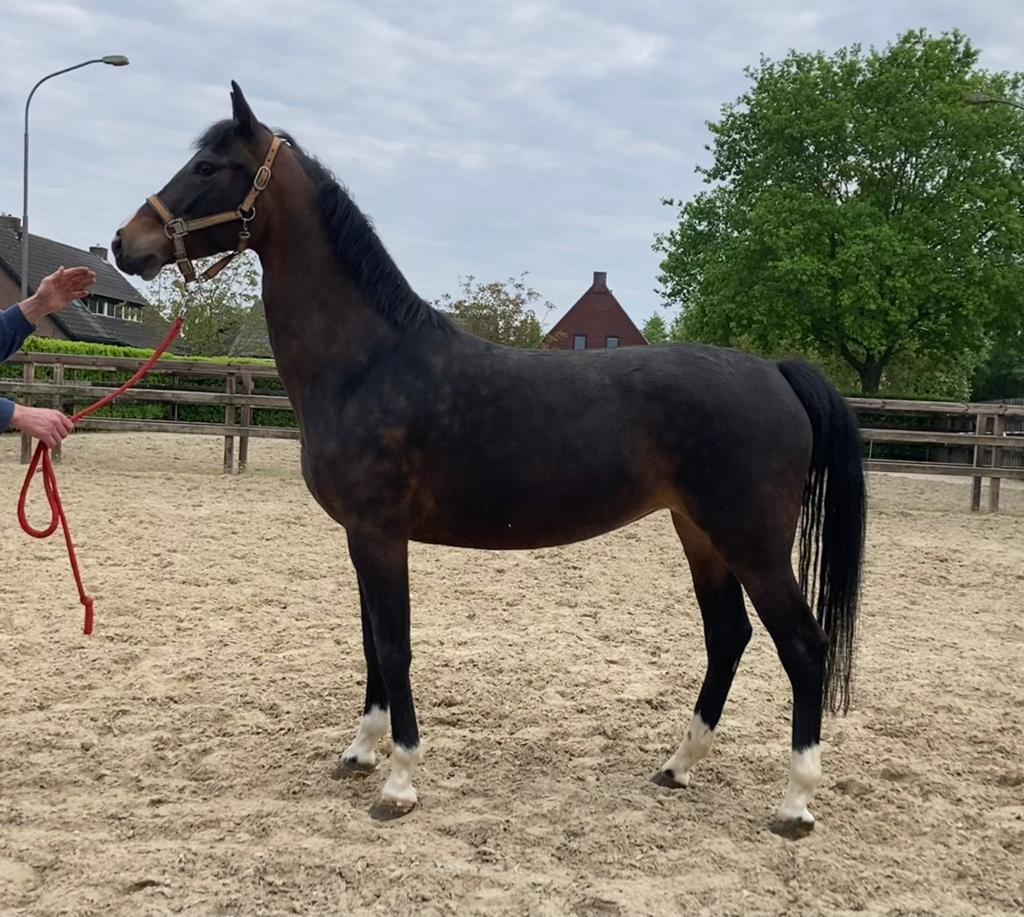Te koop: Tuigpaard merries, Merrie