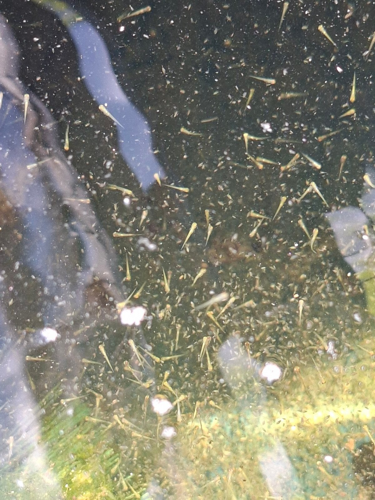 Gezocht kuit of koibroed, Dieren en Toebehoren, Vissen | Vijvervissen, Karper of Koi