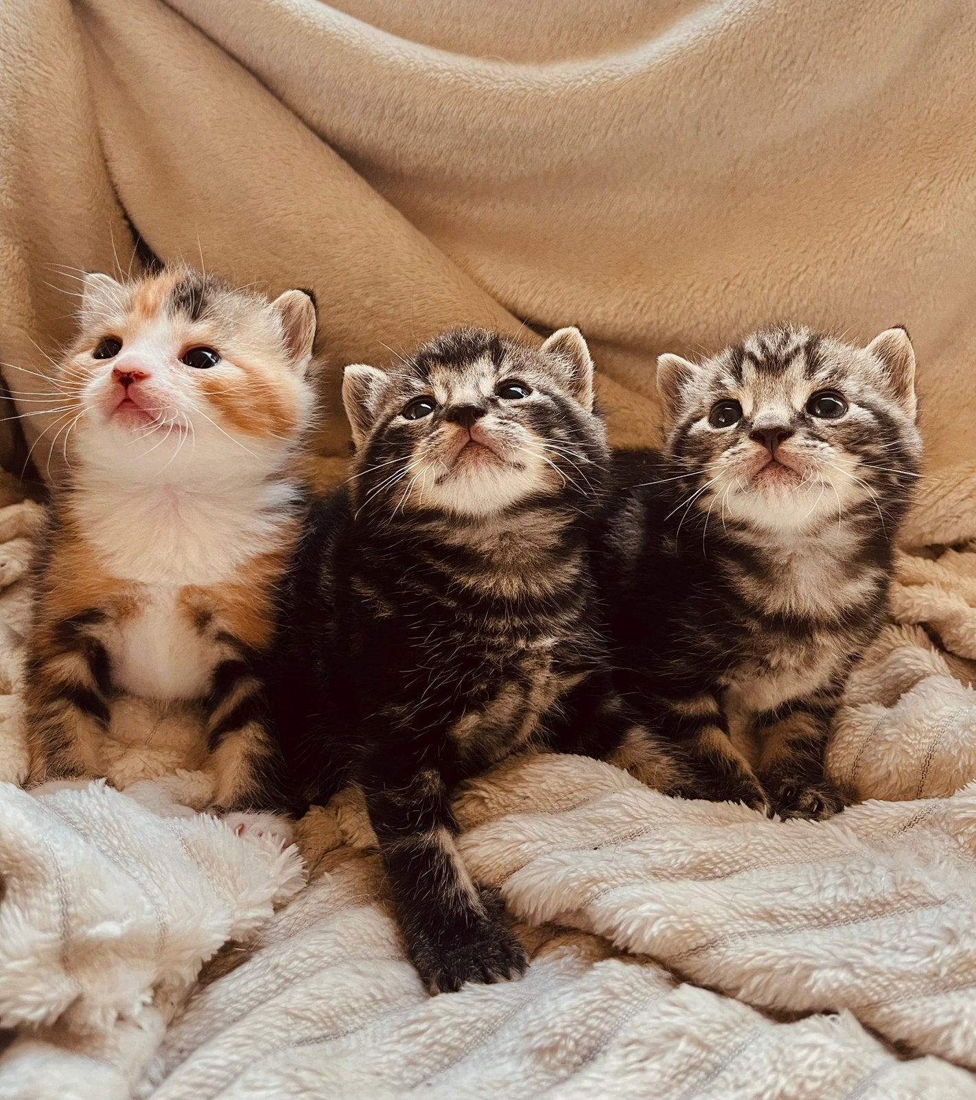kittens, Dieren en Toebehoren, Katten en Kittens | Overige Katten, Meerdere dieren
