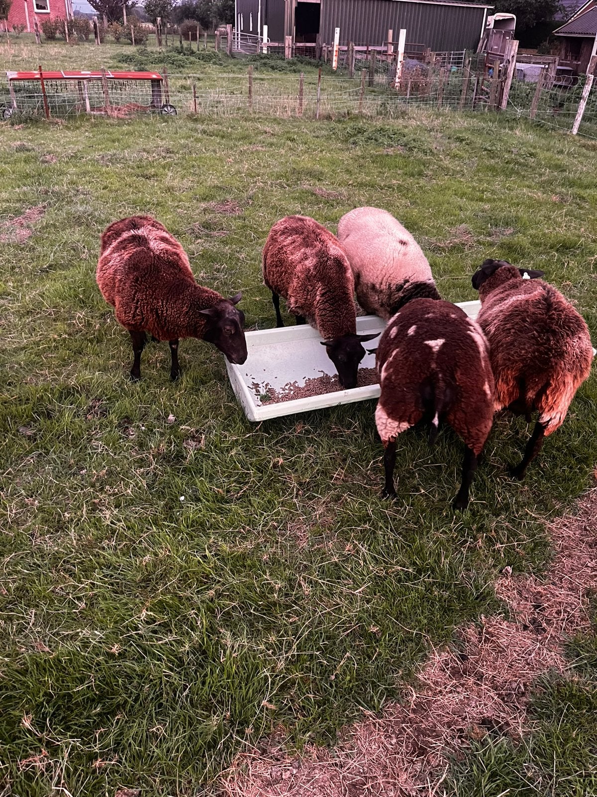 Ooien te koop, Dieren en Toebehoren, Vrouwelijk, Schaap