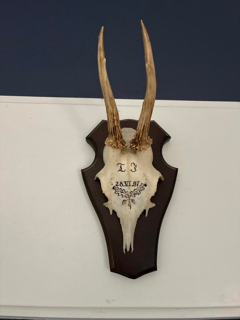 3 voor 50E Reeënschedels met Gewei op Houten Schild, Ophalen of Verzenden, Gebruikt, Hert, Gewei of Kop