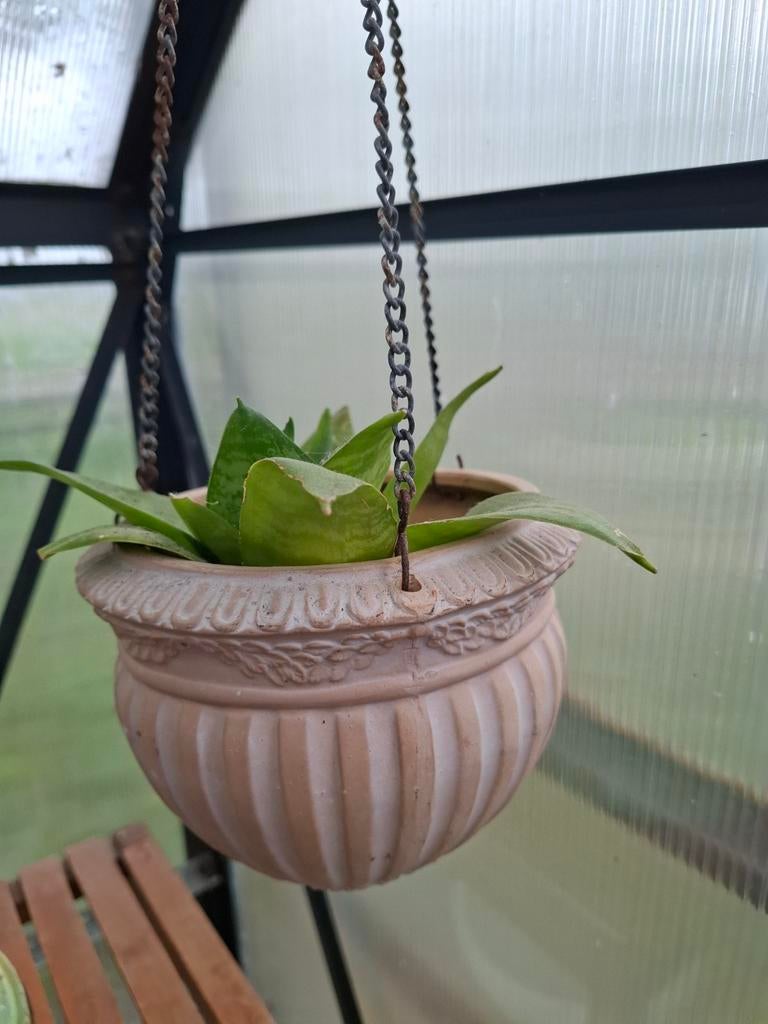 Vintage hangpot, Ophalen, Halfschaduw, Minder dan 100 cm