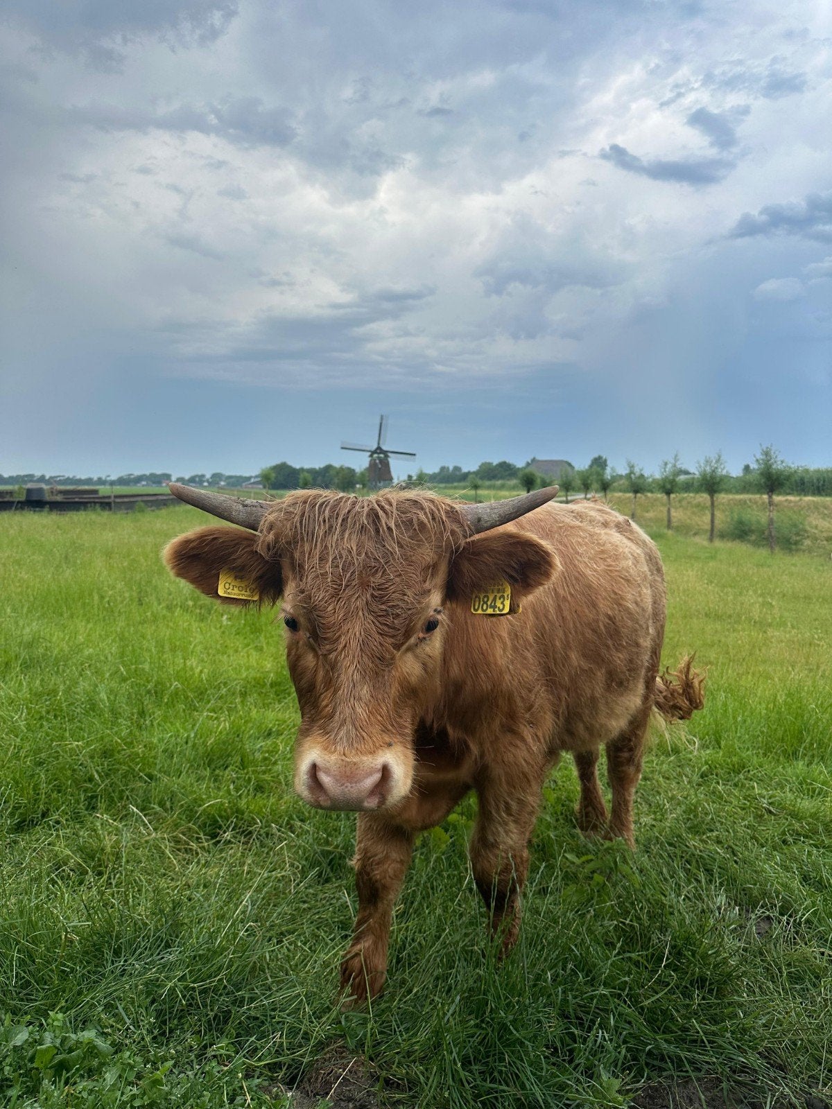 Leuke mini Hooglander stier te koop, Dieren en Toebehoren, Runderen, Mannelijk