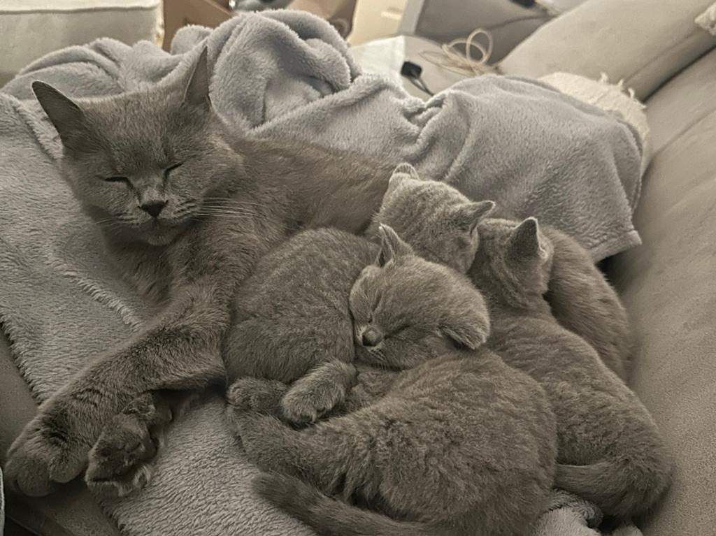 Britse korthaar kittens poesjes vrouw, Dieren en Toebehoren, Katten en Kittens | Raskatten | Korthaar, Meerdere dieren