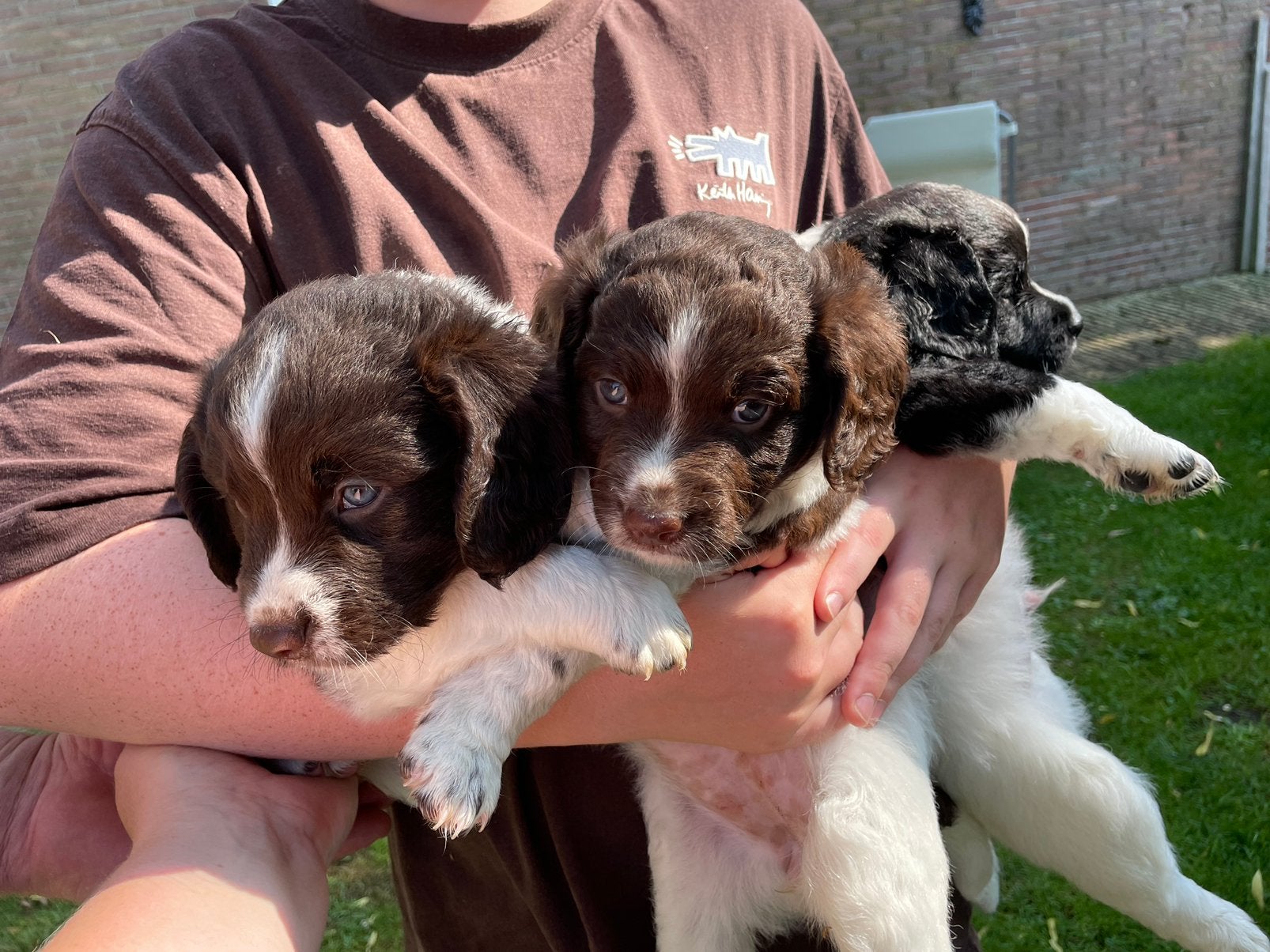 Friese stabij pups, 8 tot 15 weken, Meerdere, Meerdere dieren, Middel