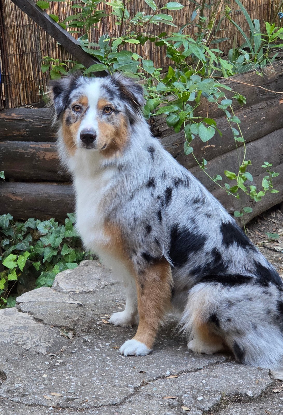 Dekreu gezocht voor ons Australian Shepperd teefje, 1 tot 2 jaar, Teef, Eén hond, Nederland