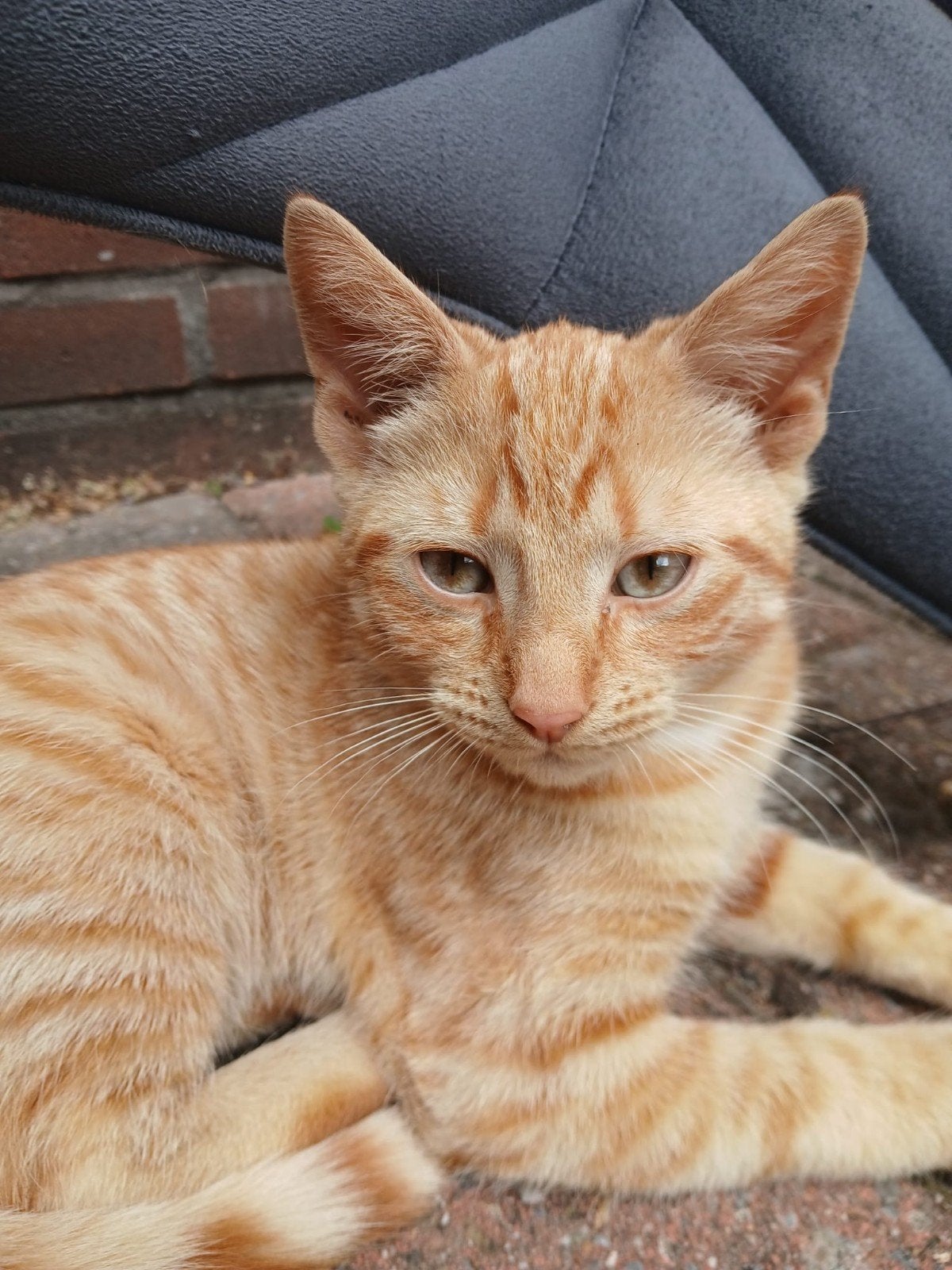 lieve kitten zoekt een nieuwe huis, Dieren en Toebehoren, Katten en Kittens | Overige Katten, Kater, Kortharig, 0 tot 2 jaar