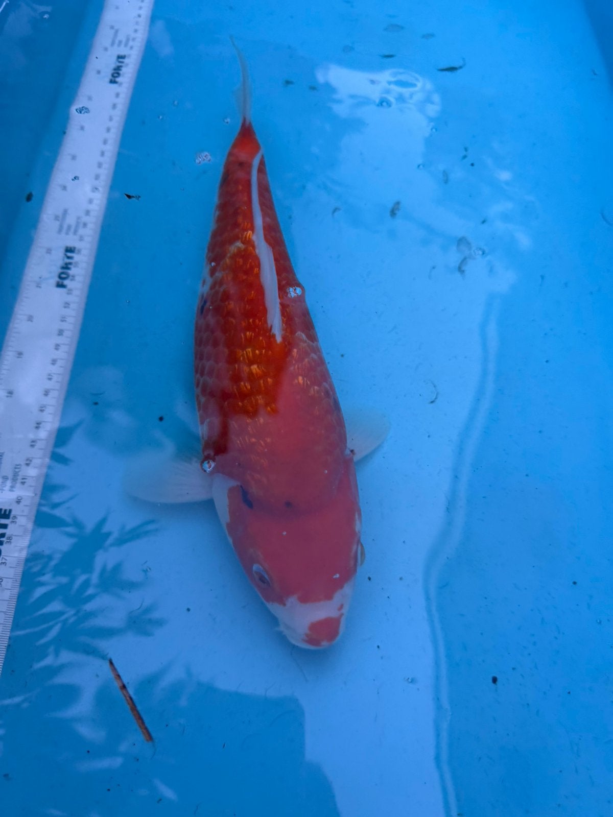 Gin Rin Kohaku koi, Dieren en Toebehoren, Karper of Koi