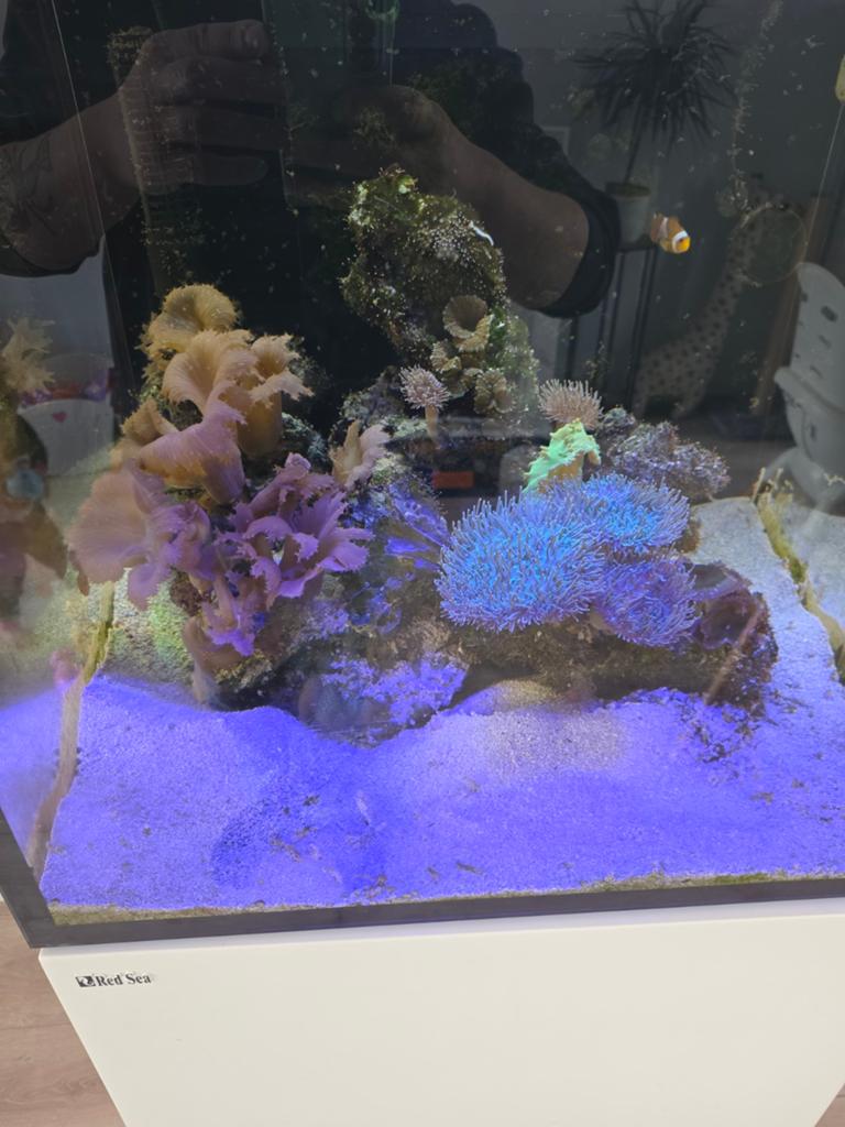 Inhoud zeeaquarium, Overige typen