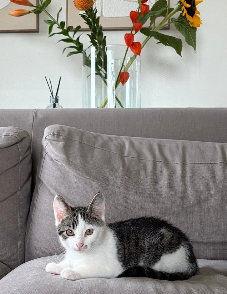 Kittens, Meerdere dieren