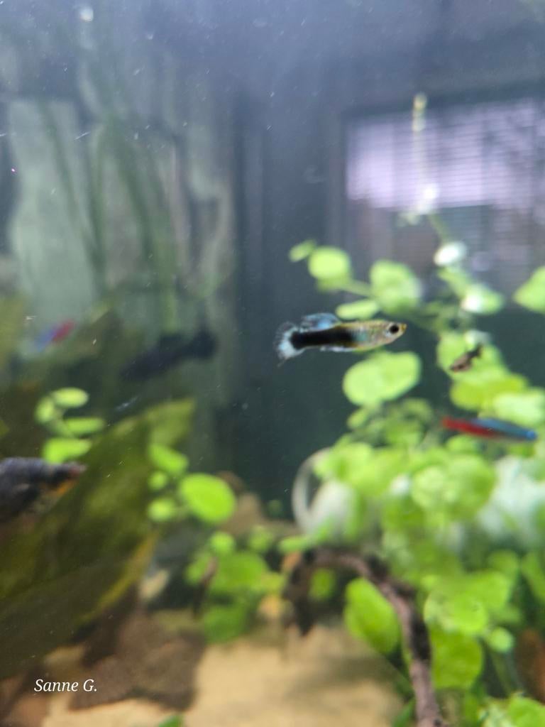 Jonge guppys gratis, Vis
