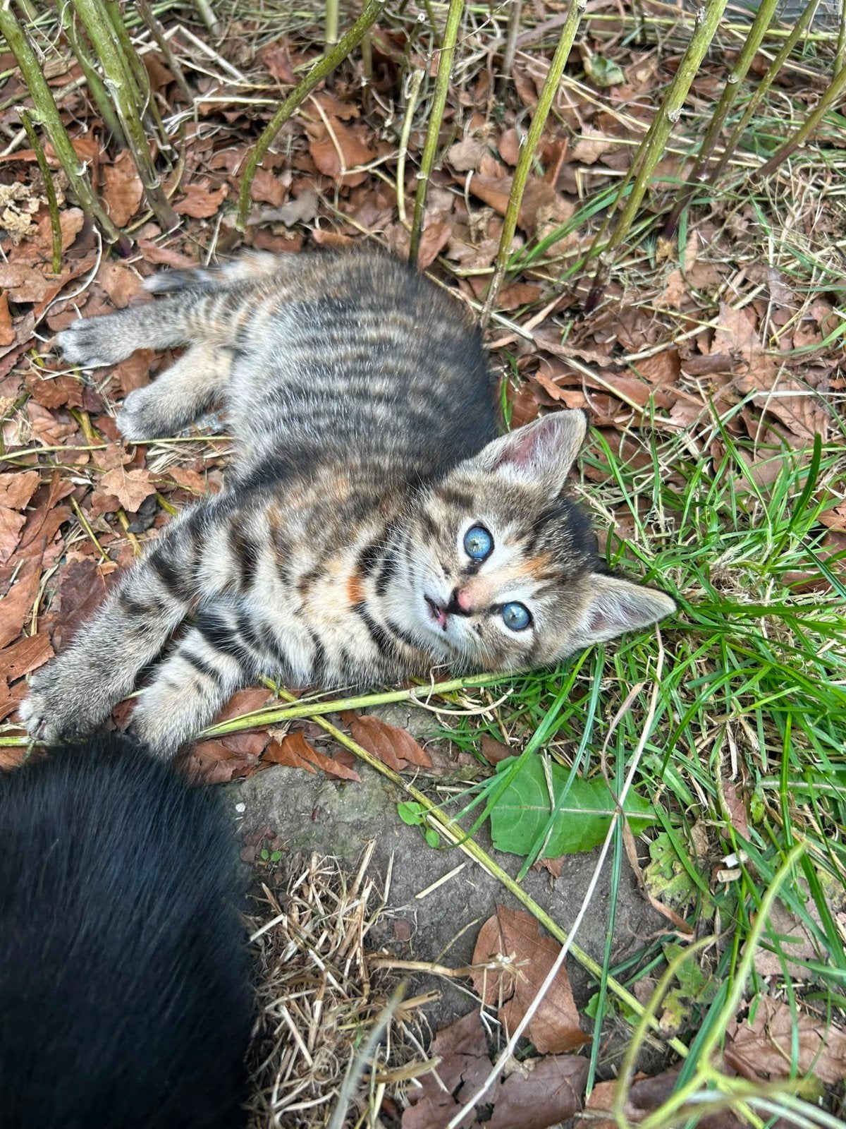 Tamme boerderij kittens te koop nog 3/5 beschikbaar, Meerdere dieren