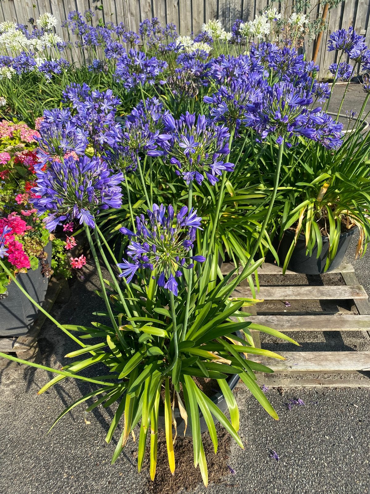 Aamgeboden ca 50 agapanthus planten in pot, Ophalen, Overige soorten, Volle zon