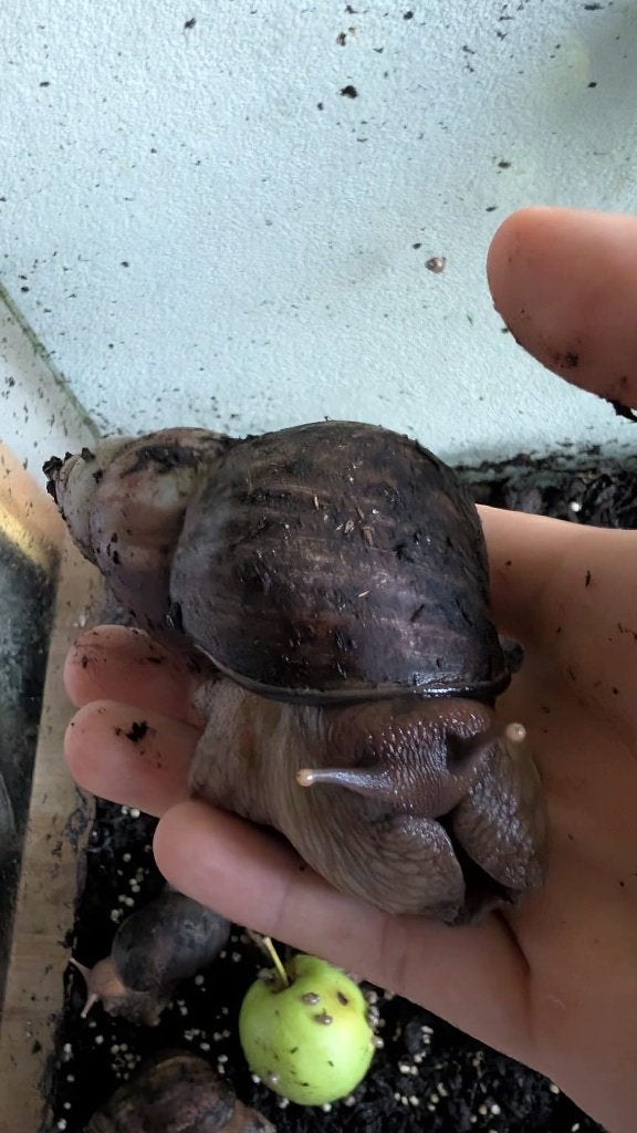 Agaat tropische reuzenslakken, Januari, Meerdere dieren