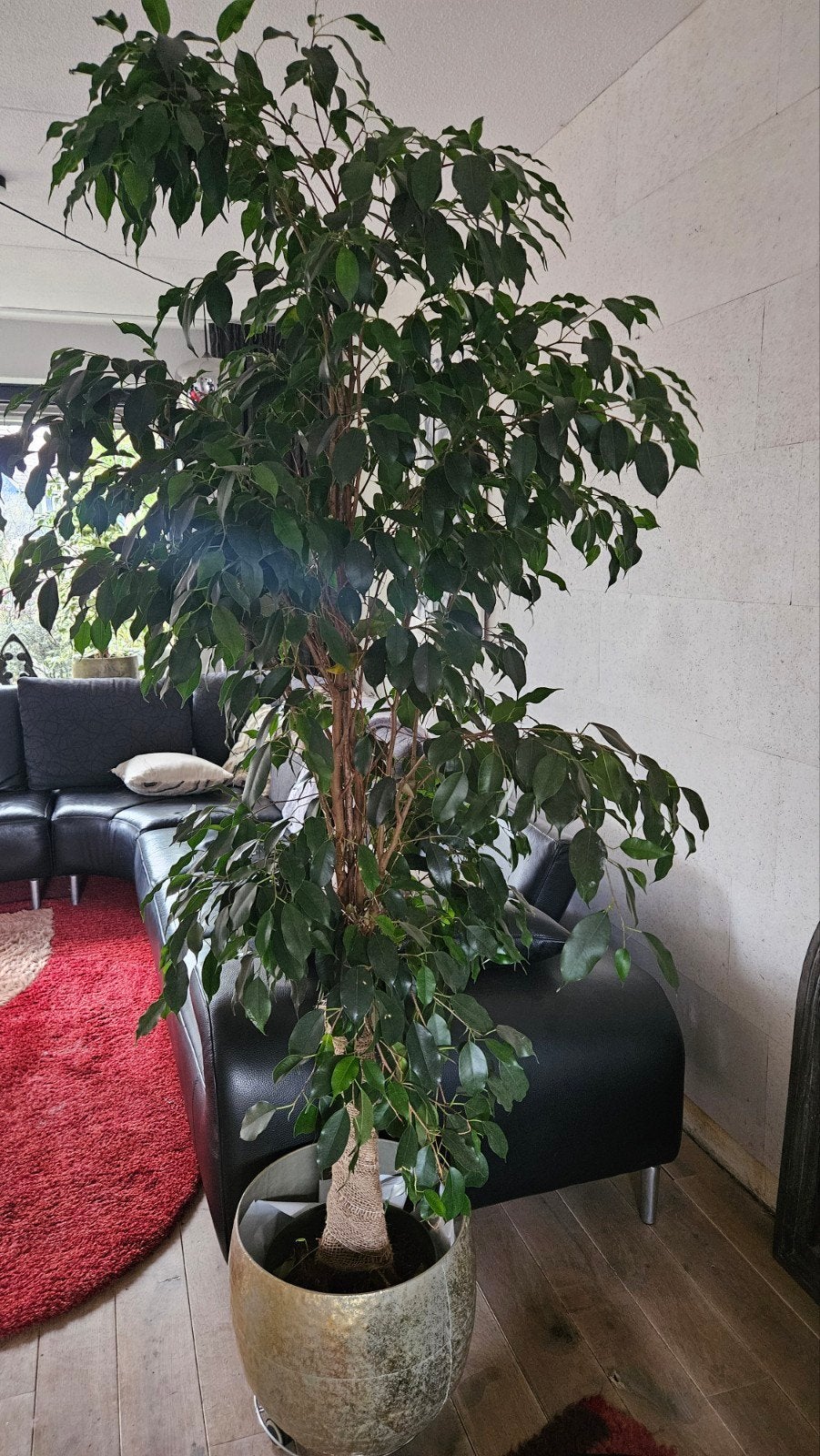 Grote Ficus Benjamina (Treurvijg) in pot, Tuin en Terras, Ophalen of Verzenden