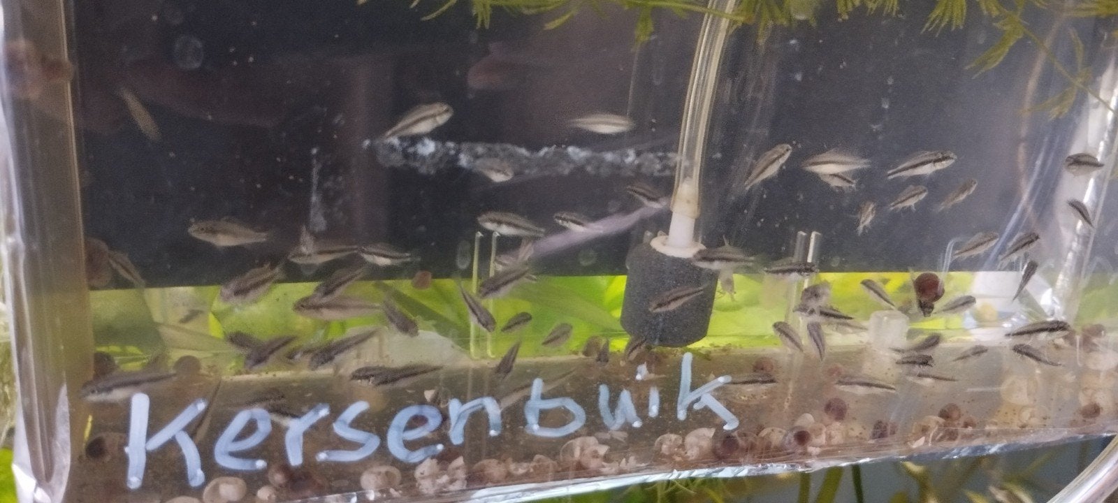 bewezen Koppel double red Kersenbuiken., Dieren en Toebehoren, Vissen | Aquariumvissen, Vis, Zoetwatervis