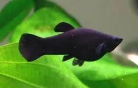 Black mollies mannen (zwart), Dieren en Toebehoren, Vissen | Aquariumvissen, Vis