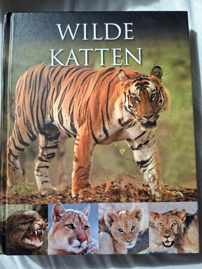 Wilde Katten, Ophalen of Verzenden, Katten