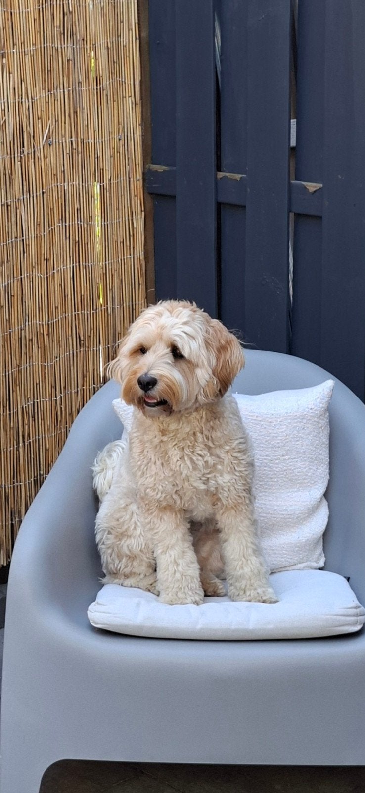 labradoodle gezocht, Overige rassen, 1 tot 2 jaar, Teef, Eén hond