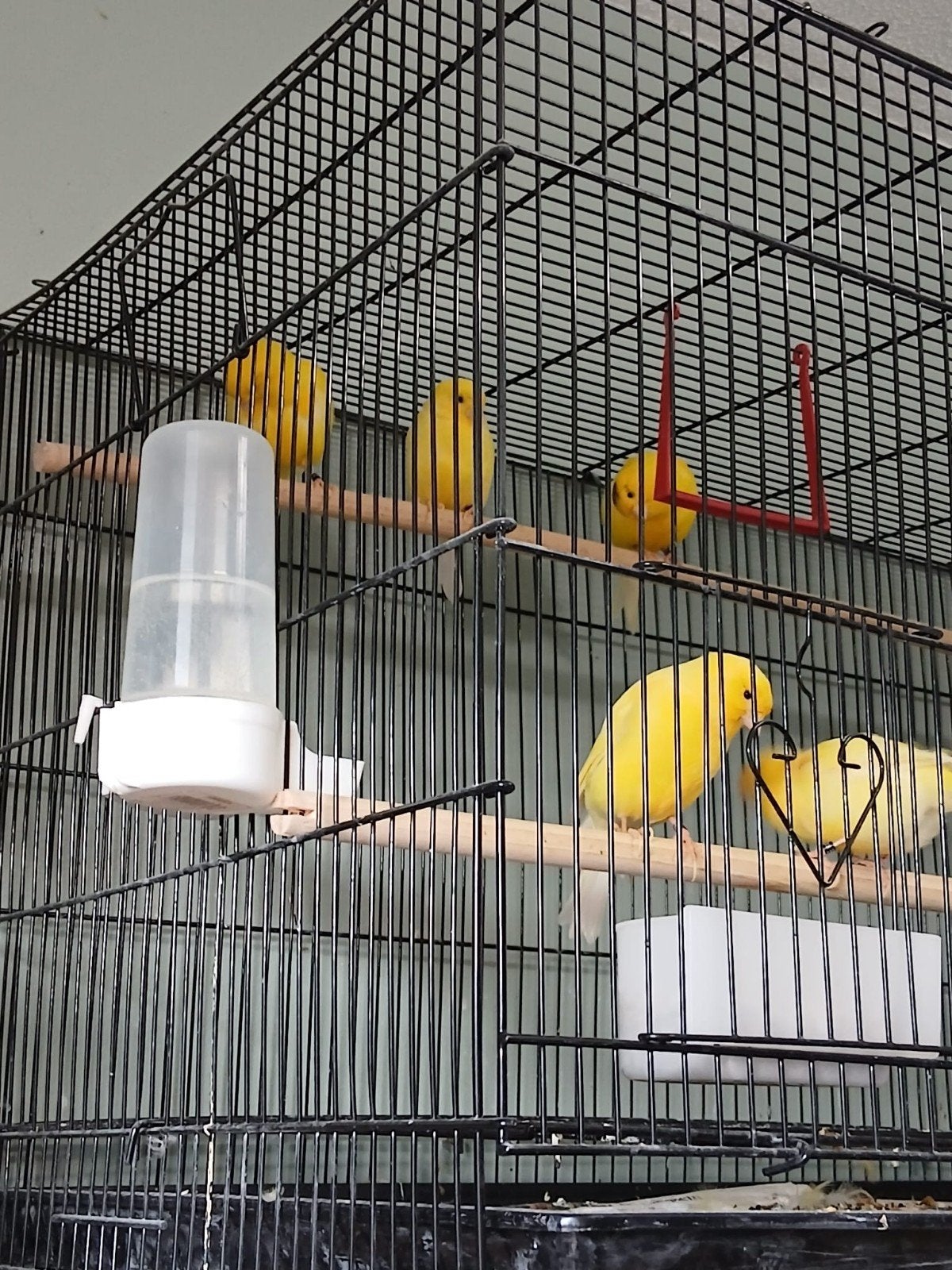 Te koop man kanaries, Dieren en Toebehoren, Vogels | Kanaries, Mannelijk, Kleurkanarie