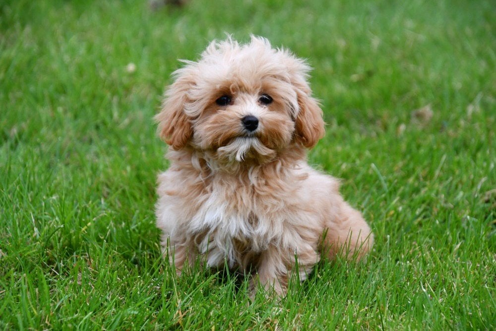 Maltipoo pups te koop, 15 weken tot 1 jaar, Overige rassen, Buitenland, Meerdere