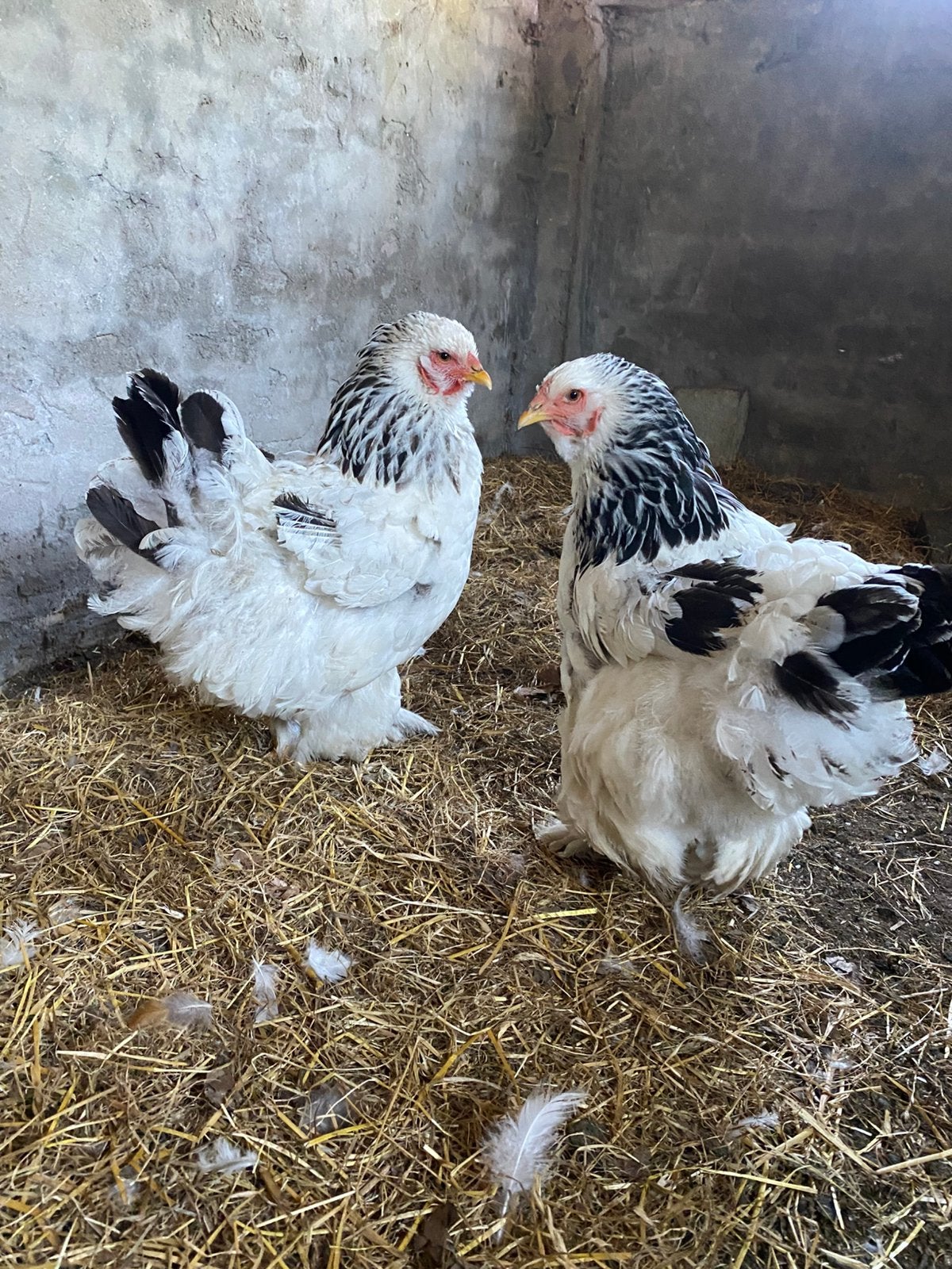 Koppel Brahma Colombia, Dieren en Toebehoren, Pluimvee, Meerdere dieren, Kip