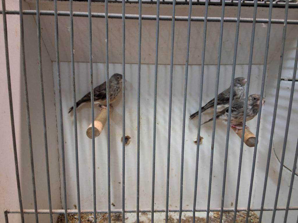 Prachtige witstuit edelzangers poppen, Dieren en Toebehoren, Vogels | Overige Vogels, Vrouwelijk