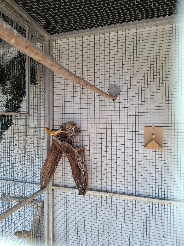 Te koop jonge harlekijn mannen, Dieren en Toebehoren, Vogels | Kanaries, Mannelijk, Kleurkanarie
