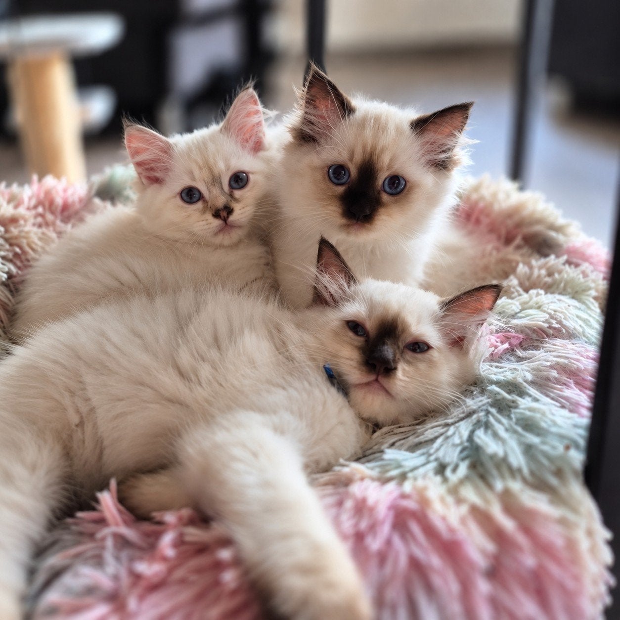 Ragdoll kittens, nog 3 beschikbaar, mogen verhuizen, Dieren en Toebehoren, Meerdere dieren, Ontwormd, 0 tot 2 jaar