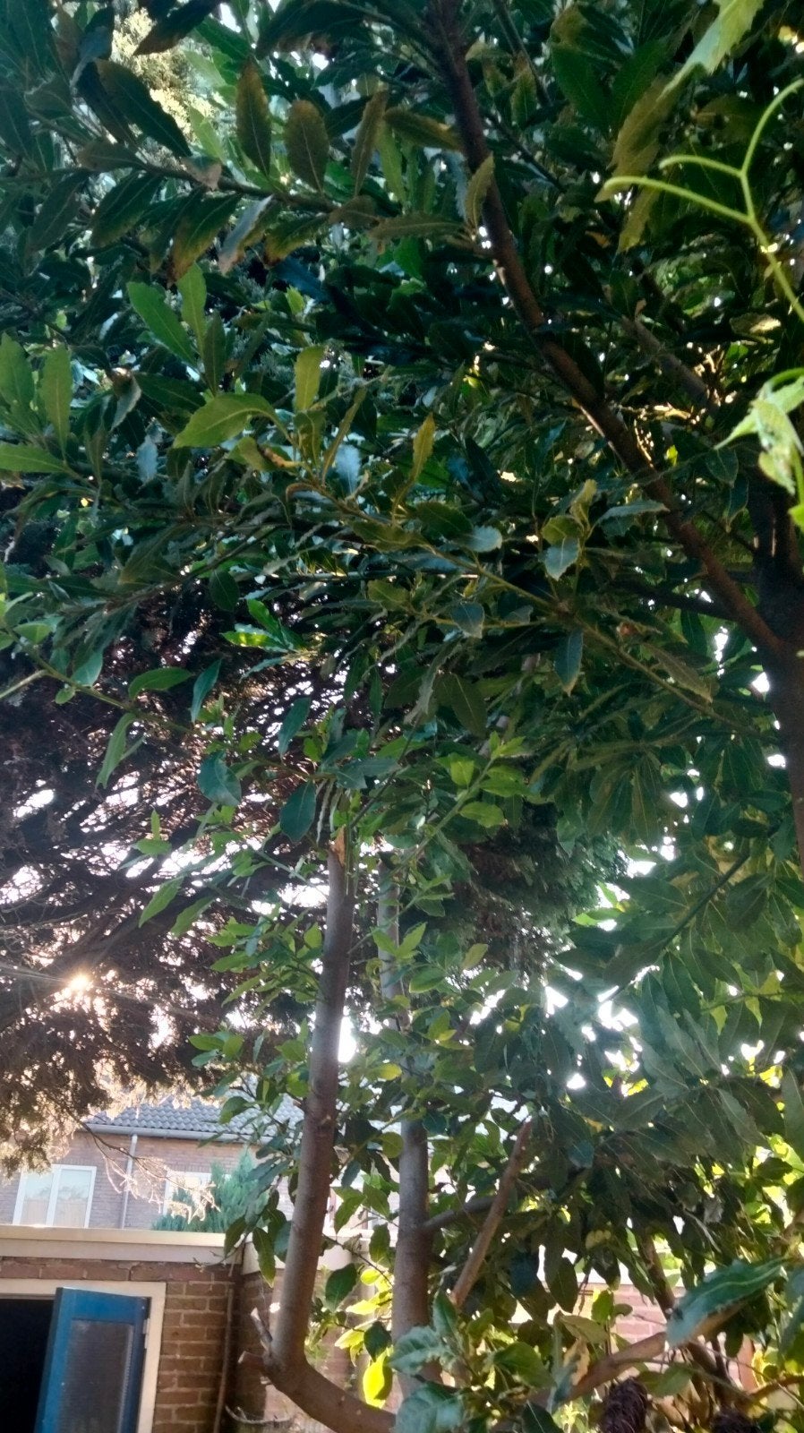 Grote laurier boom bio, Tuin en Terras, Planten | Bomen, Ophalen of Verzenden, Halfschaduw, Overige soorten, 100 tot 250 cm