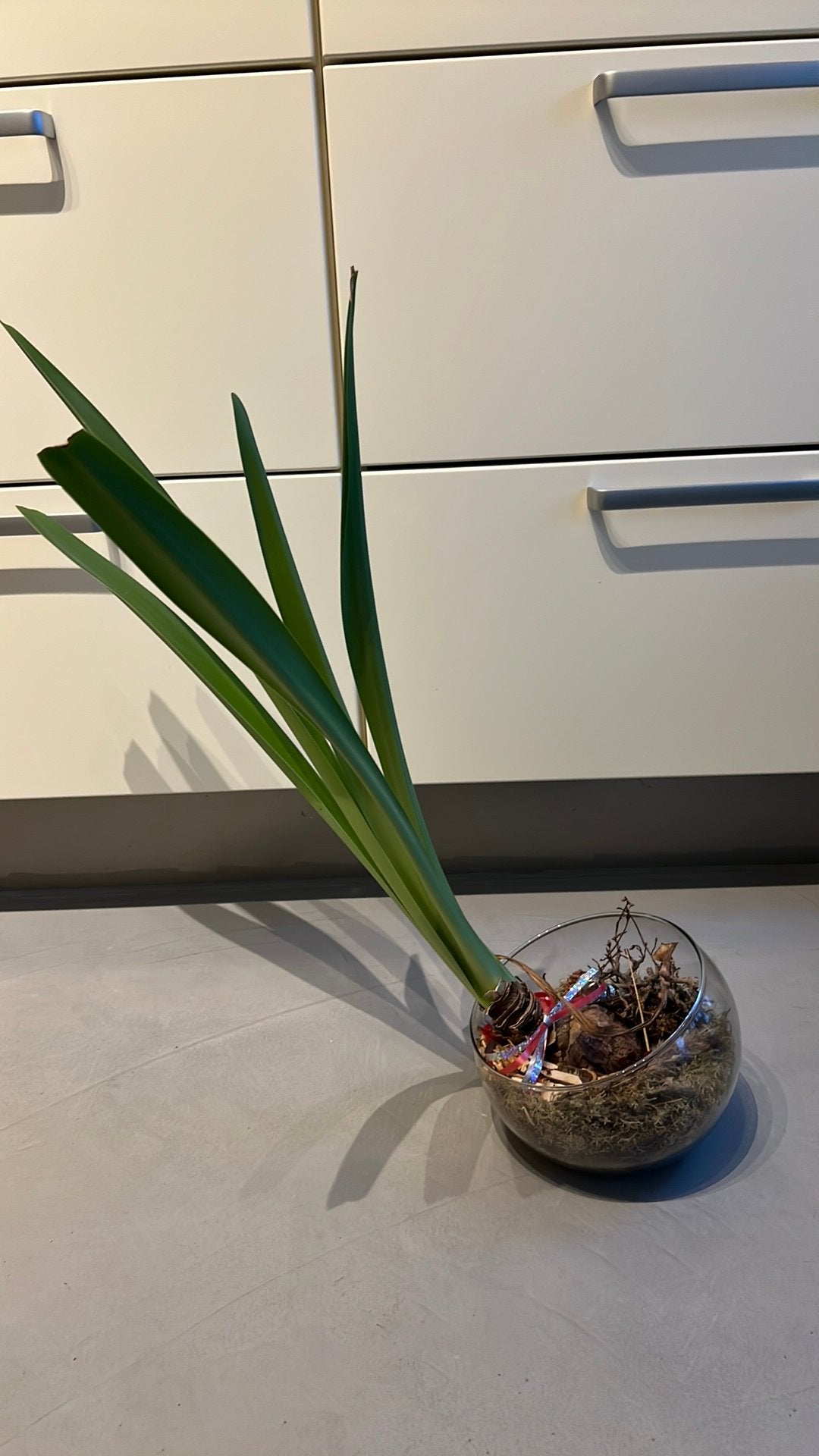 Gratis plant, Ophalen, Zo goed als nieuw