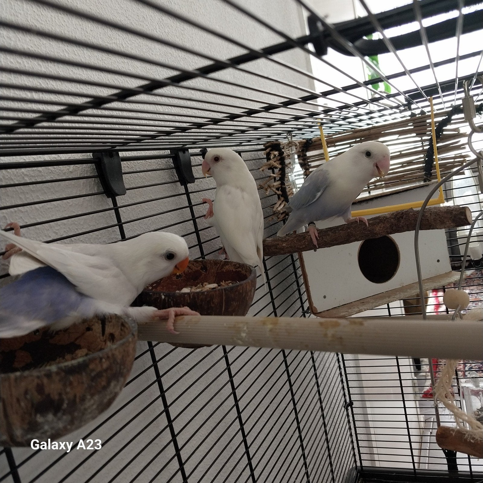 2 dwerg papagaaien +de kooi compleet, Dieren en Toebehoren, Meerdere dieren, Dwergpapegaai of Agapornis, Tam