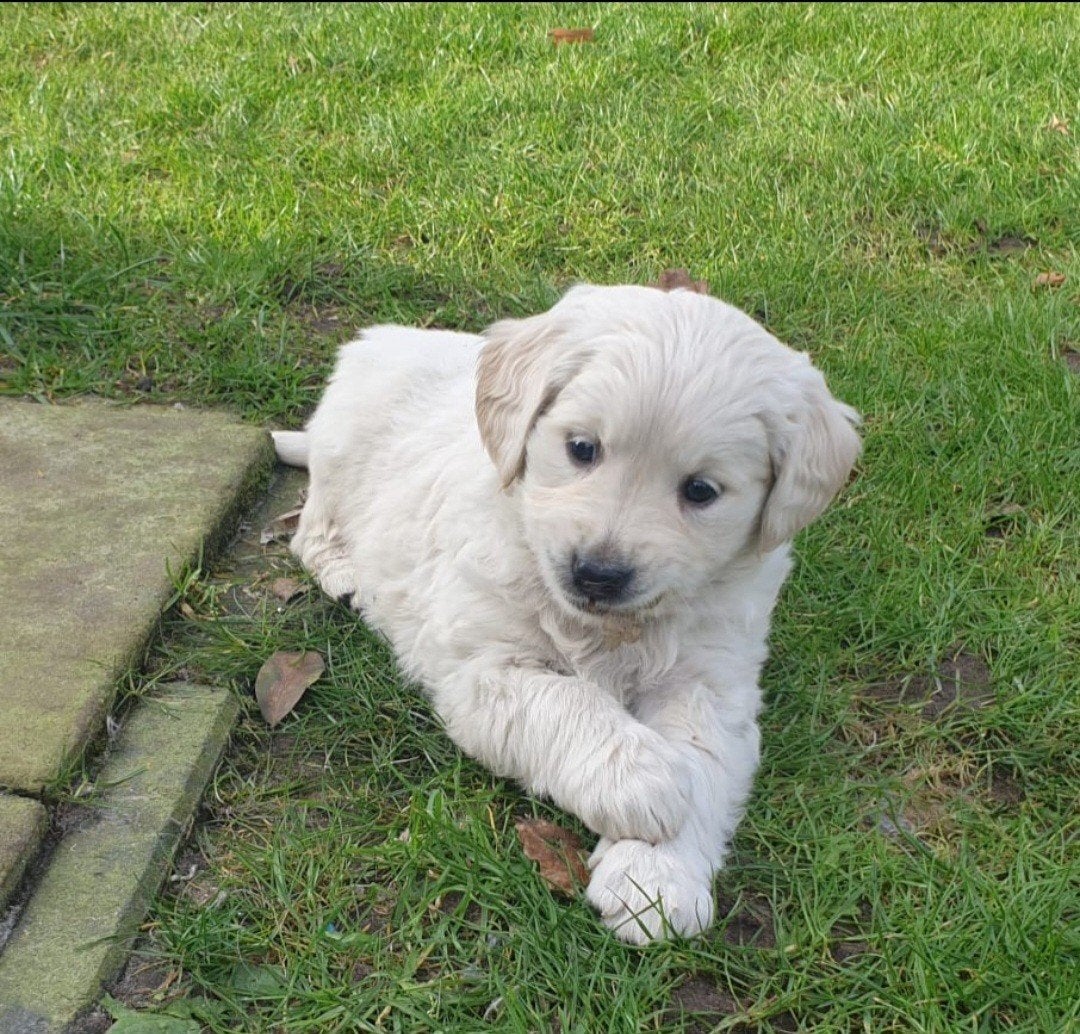 Golden retriever pups, Golden retriever, 8 tot 15 weken, Parvo, Meerdere