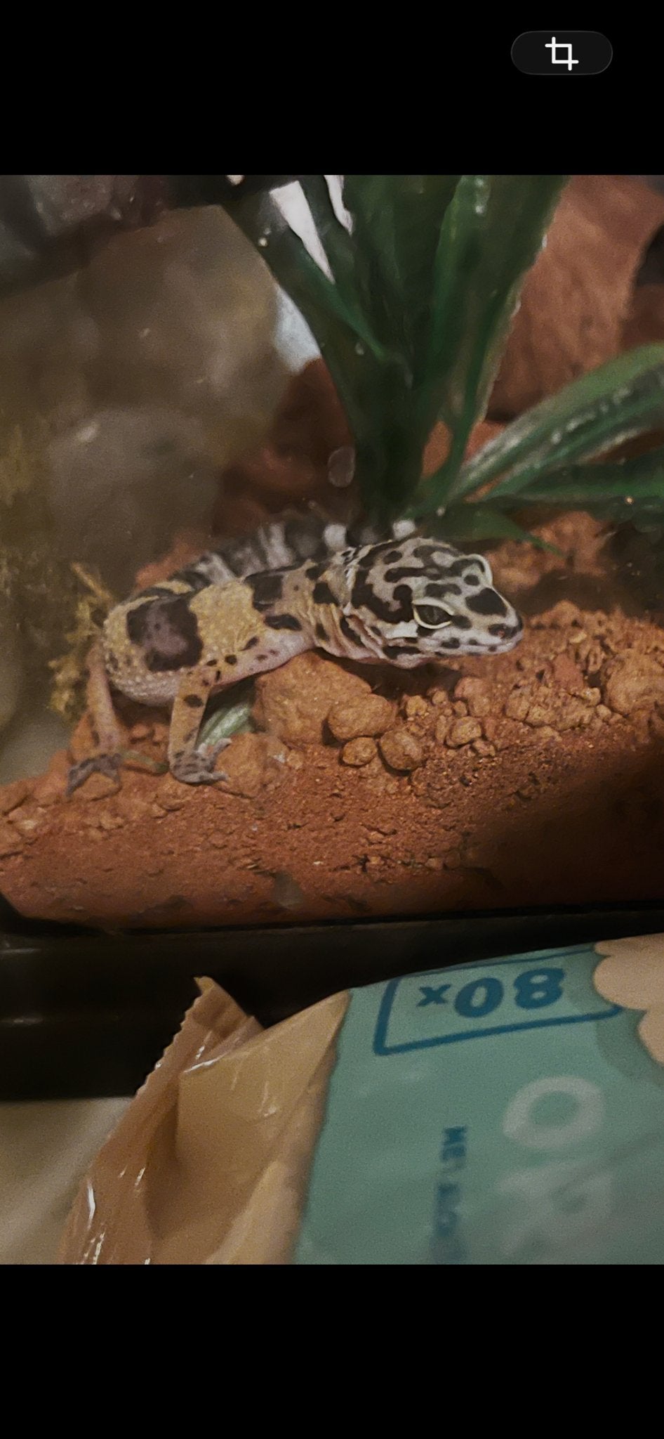 Luipaard gekko inclusief osb terrarium 120x50x50 Leopard Gecko - male for sale from Kim