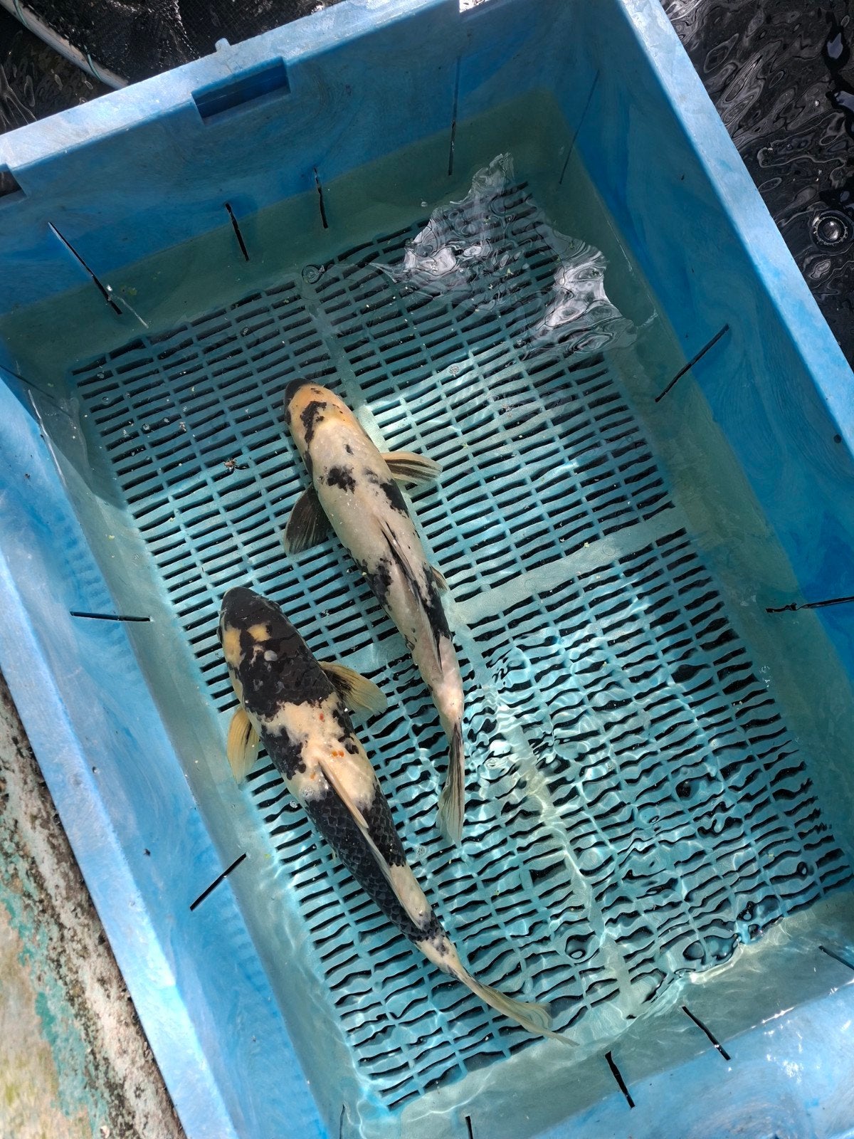 15 koi, Karper of Koi