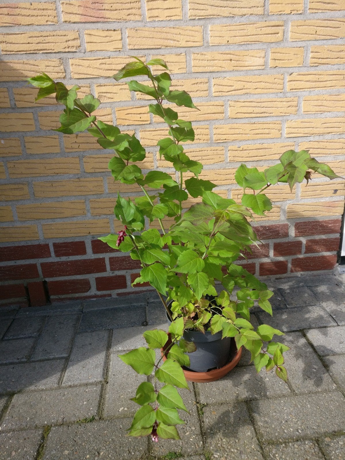 Leycesteria Formosa (Fazantenbes), Ophalen, Overige soorten, Struik, 100 tot 250 cm